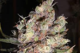 Cotton Candy Strain Feminized Marijuana Seeds