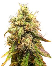 Creamsicle Feminized Marijuana Seeds