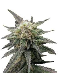 Crown Royale Strain Feminized Marijuana Seeds