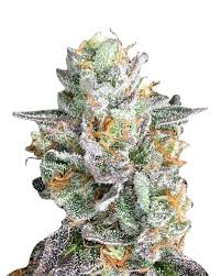 Crushed Grapes Strain Feminized Marijuana Seeds