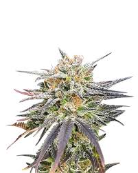 Dark Angel Strain Feminized Marijuana Seeds
