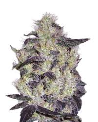 Diamond Girl Strain Feminized Marijuana Seeds