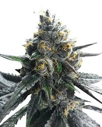 Divorce Cake Strain Feminized Marijuana Seeds