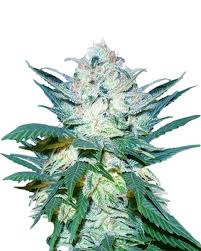 Double-Scoop Strain Feminized Marijuana Seeds