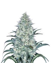 Dragon Fruit Strain Feminized Marijuana Seeds