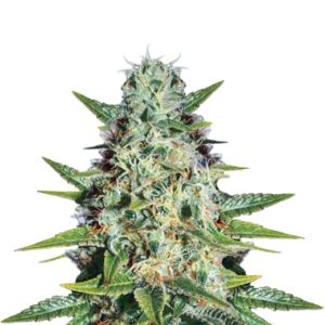 Dutch Crunch Strain Feminized Marijuana Seeds
