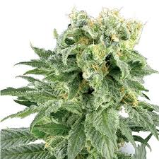 Early Girl Strain Feminized Marijuana Seeds