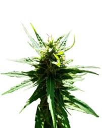 Electric Berry Strain Feminized Marijuana Seeds
