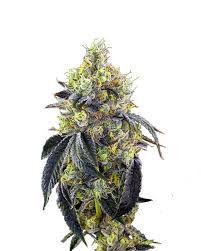 Fatso Strain Feminized Marijuana Seeds