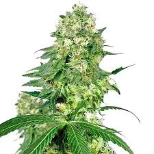 Flower Bomb Kush Feminized Marijuana Seeds