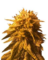 Fresh Candy Strain Feminized Marijuana Seeds