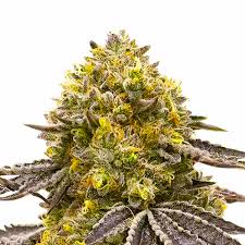 Fruit Circles Feminized Marijuana Seeds