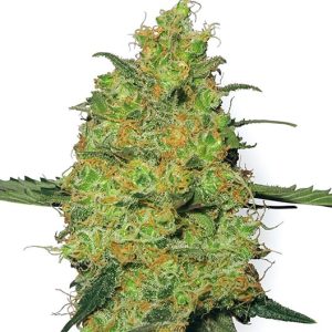 Fucking Incredible Strain Feminized Marijuana Seeds