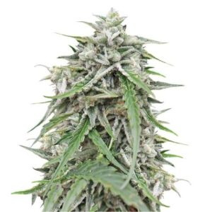 Galaxy Strain Feminized Marijuana Seeds