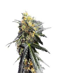 Garanimals Strain Feminized Marijuana Seeds