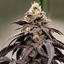 Gelato 41 Strain Feminized Marijuana Seeds