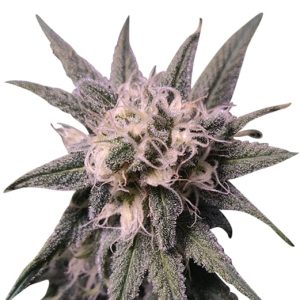 Gelato 48 Strain Feminized Marijuana Seeds