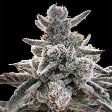 Gelato Strain Feminized Marijuana Seeds