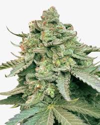 Gelonade Strain Feminized Marijuana Seeds