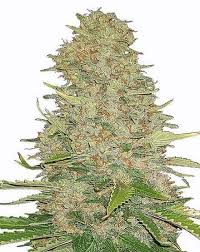 Ghost Train Haze Feminized Marijuana Seeds