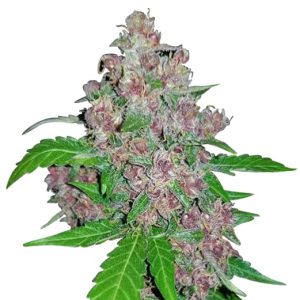 Glitter Glue Strain Feminized Marijuana Seeds