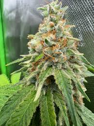 God’s Gift Strain Feminized Marijuana Seeds