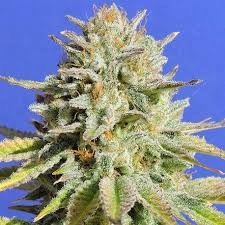 Gorilla Glue #4 Strain Feminized Marijuana Seeds