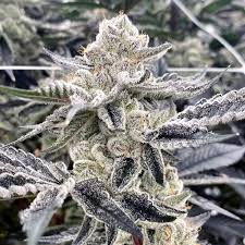 Gorilla Glue Strain Feminized Marijuana Seeds