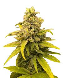 Gorilla Mint Strain Feminized Marijuana Seeds