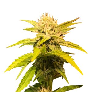 Grape Drink Strain Feminized Marijuana Seeds