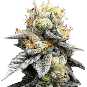 Grapeness Feminized Marijuana Seeds