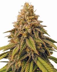 Grease Monkey Strain Feminized Marijuana Seeds