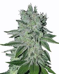 Great White Shark Strain Feminized Marijuana Seeds