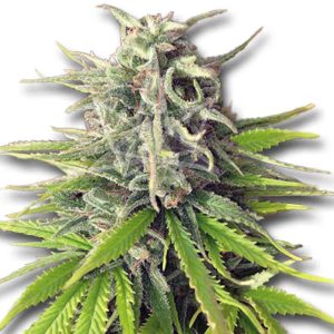 Green Apple Pie Strain Feminized Marijuana Seeds