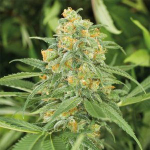 Green Crack Strain Feminized Marijuana Seeds
