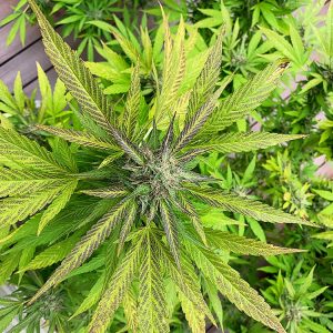 Green Dream Strain Feminized Marijuana Seeds