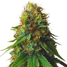Green Goblin Strain Feminized Marijuana Seeds