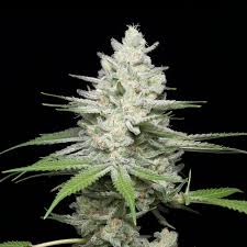 Gumbo Strain Feminized Marijuana Seeds