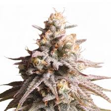 Gushers Strain Feminized Marijuana Seeds