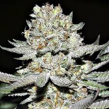 Hash Plant Strain Feminized Marijuana Seeds