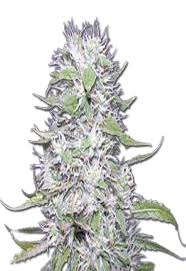 Hawaiian Skunk Strain Feminized Marijuana Seeds