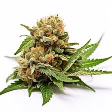 Headband Strain Feminized Marijuana Seeds