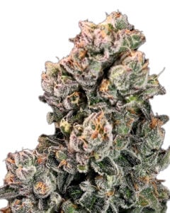Hilly Billy Jean Strain Feminized Marijuana Seeds