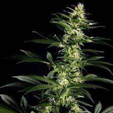 Himalaya Gold Strain Feminized Marijuana Seeds