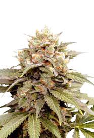 Ice Cream Breath Strain Feminized Marijuana Seeds
