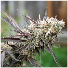 Ice Cream Cake Strain Feminized Marijuana Seeds
