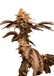 InterGarlactic Budder Strain Feminized Marijuana Seeds