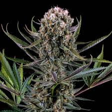 Italian Ice Strain Feminized Marijuana Seeds