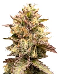 Jelly Bean Strain Feminized Marijuana Seeds