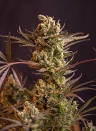 Juicy Fruit Strain Feminized Marijuana Seeds